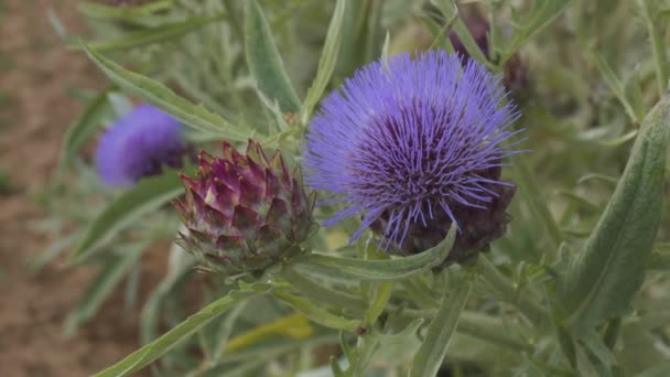 Hedgehog cacto com um monte de flores azuis ou roxas na primavera na Espanha — Vídeo de Stock