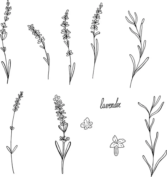 Set Floraler Elemente Für Die Gestaltung Lavendel — Stockfoto