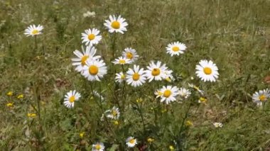 Rüzgarda savrulan tarlalar