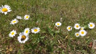 Tarlada sallanan papatyalar İnci böceğiyle rüzgarda