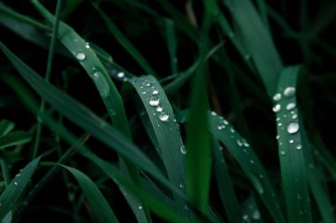 Zengin yeşil çimen çiy damlaları ile
