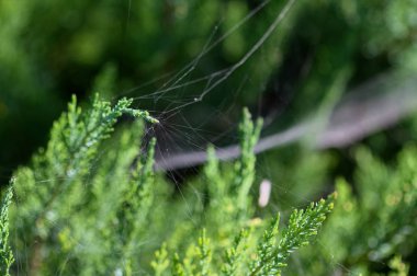 örümcek ağı ile kaplı köknar dalı yakın çekim vurdu
