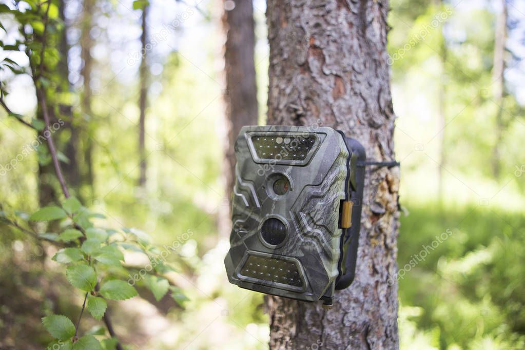 Camera traps with infrared light and a motion detector attached by straps on a tree photograph animals in the Siberian taiga