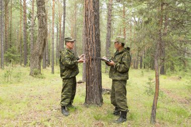 Ağaç ağaç gövdesi ile bir gövde kalınlığı ölçme aygıtı ile çap ölçümü