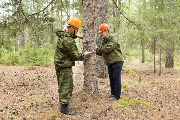 Camera traps with infrared light and a motion detector attached by straps on a tree photograph animals in the Siberian taiga