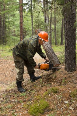 Ormancılık Müfettiş sıhhi ormanında felling için arsa dışarı işaretleme Ormancılar oluşan bir grupla. Sıhhi Sibirya Tayga ahşap bir chainsaw tarafından felling. doğrultusunda dizin imalatı. Adam ormandaki testere ile ağaç keser.