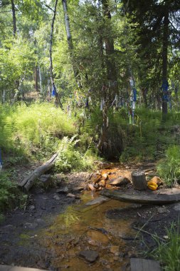 Kutsal bir içki kaynağı. Ormandaki bir derede maden suyu akıyor. Sibirya Taiga 'sında şifalı su. İnsanlar bir dağ deresinden su şişelerini alıyorlar. İnsanlar iyileştirici güçle su içer..
