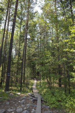 Kurulları tarafından bir orman yolu sayısız ağaçlar ve Sibirya Tayga çalıların arasında çalışır.