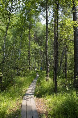 Kurulları tarafından bir orman yolu sayısız ağaçlar ve Sibirya Tayga çalıların arasında çalışır.