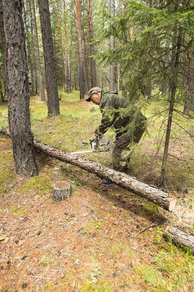 Skogsbruk Inspektör Med Grupp Skogsbrukare Märkning Handlingen För Sanitära Avverkning — Stockfoto