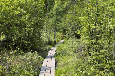 Kurulları tarafından bir orman yolu sayısız ağaçlar ve Sibirya Tayga çalıların arasında çalışır.