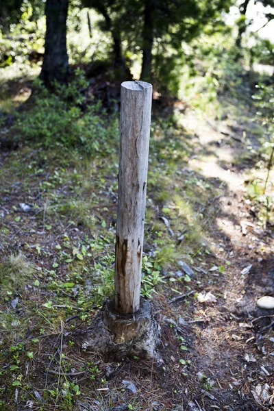 Batang pohon untuk memperbaiki tali — Stok Foto