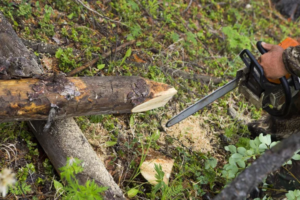 Forest inspektörernas arbete i skogen. — Stockfoto