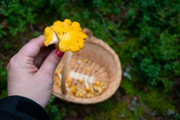 Hand Holding Freshly Picked Wild Golden Chanterelle Mushroom Background Basket — Stock Photo, Image