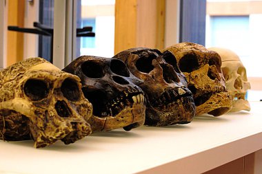 Beş insan atalarının kafatasları. Soldan sağa: A. africanus, A. afarensis, H. erectus, H. neanderthalensis ve H. sapiens sapiens. Kafatası kopya biyolojik bir laboratuvar. (H. sapiens kafatasının hiçbir yineleme ama gerçek.)