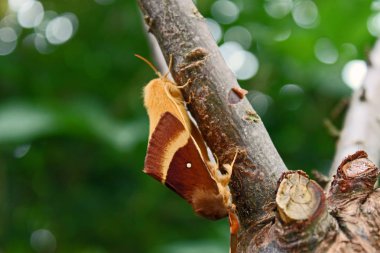 Meşe eggars metamorfoz sonra çiftleşme çifti.