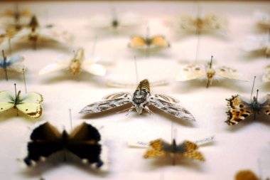 Kurtbağrı hawk bir kelebek koleksiyonunda odaklı güve (Sfenks ligustri).