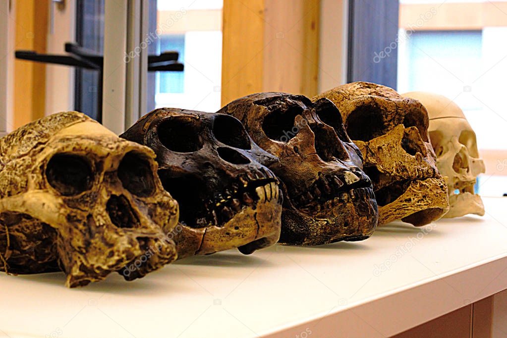 Five skulls of human ancestors. From left to right: A. africanus, A. afarensis, H. erectus, H. neanderthalensis and H. sapiens sapiens. Skull replica in a biological laboratory. (The H. sapiens skull is no replica but real)