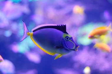 barcheek unicornfish / naso tang / turuncu-omurga unicornfish