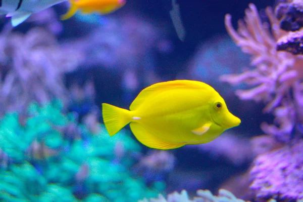 Yellow Tang Tropical Saltwater Fish Zebrasoma Flavescens Family Acanthuridae — стоковое фото