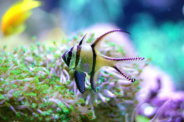 Pesce Cardinale Tropicale Banggai Pterapogon Kauderni Acquario Marino — Foto Stock