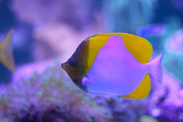 Sarı Piramit Butterflyfish Hemitaurichthys Polylepis Bir Akvaryum — Stok fotoğraf