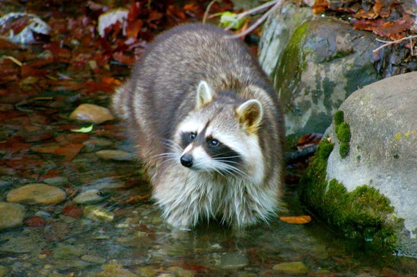 Racoon Procyon Lotor Berdiri Dalam Air Kecil Sungai Musim Dingin — Stok Foto