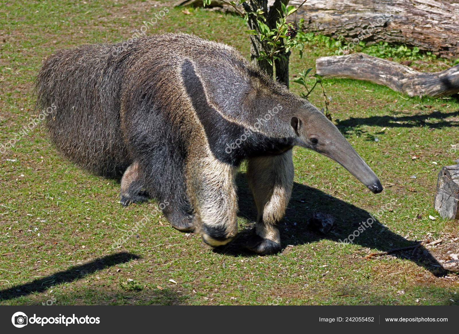 Oso Hormiguero Gigante Oso Hormiga Caminando Sobre Hierba — Foto - Main Image