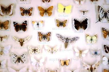 Eğitim amaçlı bir kutu içinde pinned kelebekler topluluğu. Ortak Avrupa kelebekler.