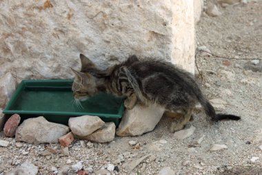 There are lots of savaged cats at the castle on the very south end of island Pag. This underfed kitten is drinking water. clipart