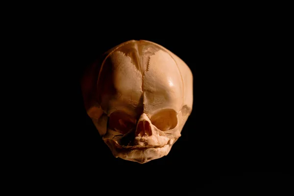 黒の背景に分離された新生児人間の頭蓋骨 — ストック写真