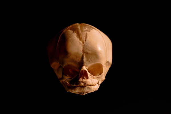 Skull of a newborn human isolated on black background.