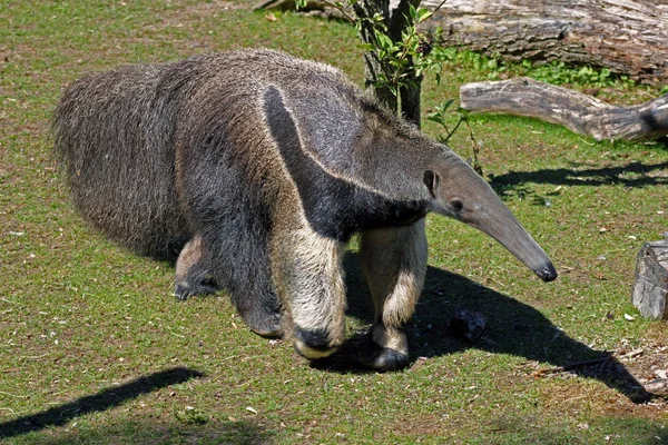 Mrówkojad Wielki Ant Niedźwiedź Chodzenie Trawie — Zdjęcie stockowe