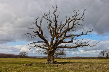Ölü ağaç geniş bir alanda güzel şubeleri ile. Kent, İngiltere.