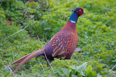 Wild pheasant Güney İngiltere'deki bir ormanda yürüyüş.