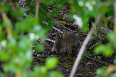 Bir çalılıkta Tavşan - Güney İngiltere'de vahşi hayvanlar.