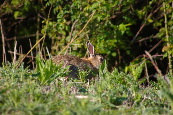 Vilda kaniner i skogen. Södra England. — Stockfoto