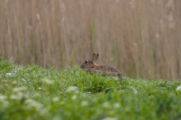 Дикий кролик сидить на траві. Південна Англія. Вибіркове зосередження. — стокове фото