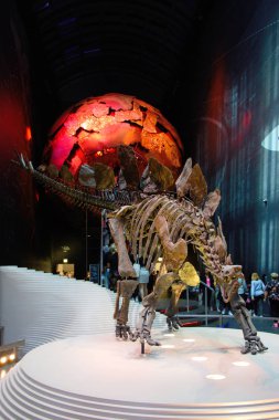 stegosaurus skeleton fossil