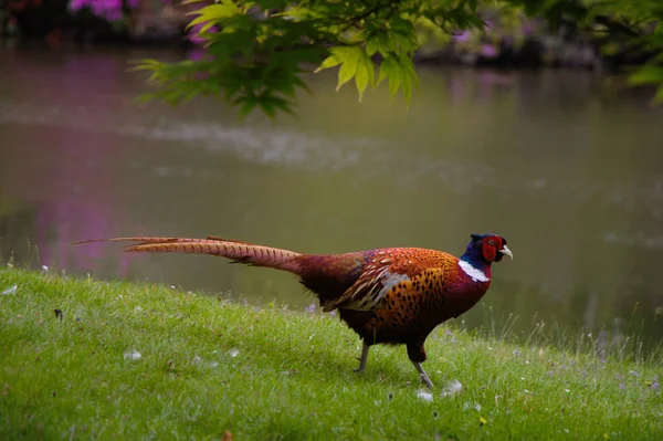 Pheasant at the lakeside in an English garden.
