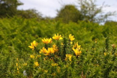 Bodmin Moor, Birleşik Krallık 'ta ortak gorse (Ulex europaeus).