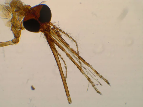 Анофели кусают мочалку под микроскопом. Вектор патогена малярии . — стоковое фото