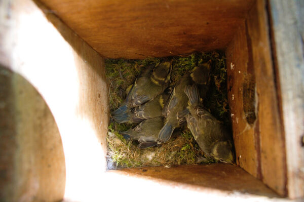 Five bluetit fledglings in a nest box.