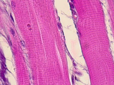 Striated muscle tissue under the microscope. clipart