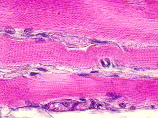 Tejido muscular estriado esquelético bajo el microscopio . — Foto de Stock