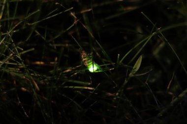 Dişi alevli kurt. Bir çimen yaprağı üzerinde Avrupa ateşböceği (Lampyris noctiluca).