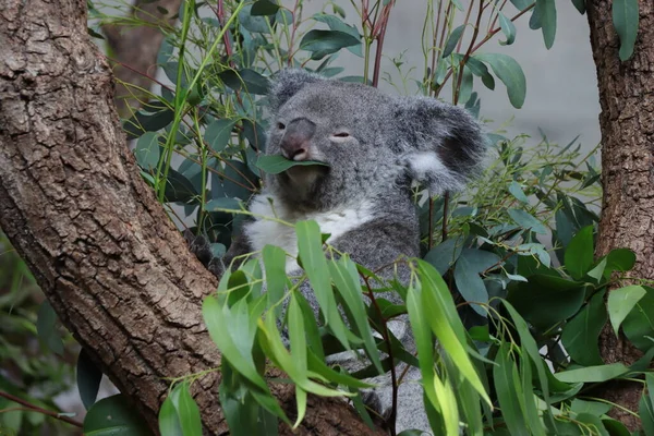 Koala Medve Egy Fán Eukaliptusz Leveleket Eszik Stock Fotó