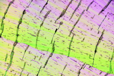 Polarize ışığın renkli mikro kristaller.