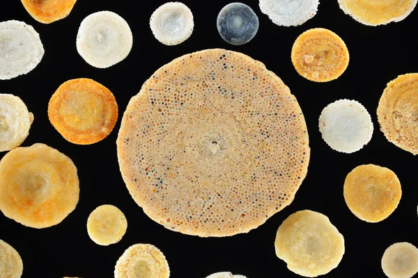 Extreme Close Foraminifera Shells Sorites Coral Sand Hurgada Égypte — Photo