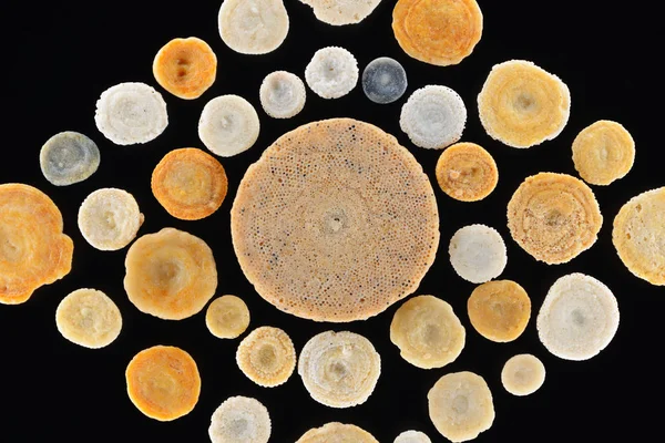 Extreme Close Foraminifera Shells Sorites Coral Sand Hurgada Égypte — Photo